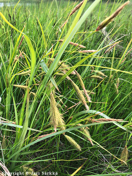 Carex paleacea, vihnesara